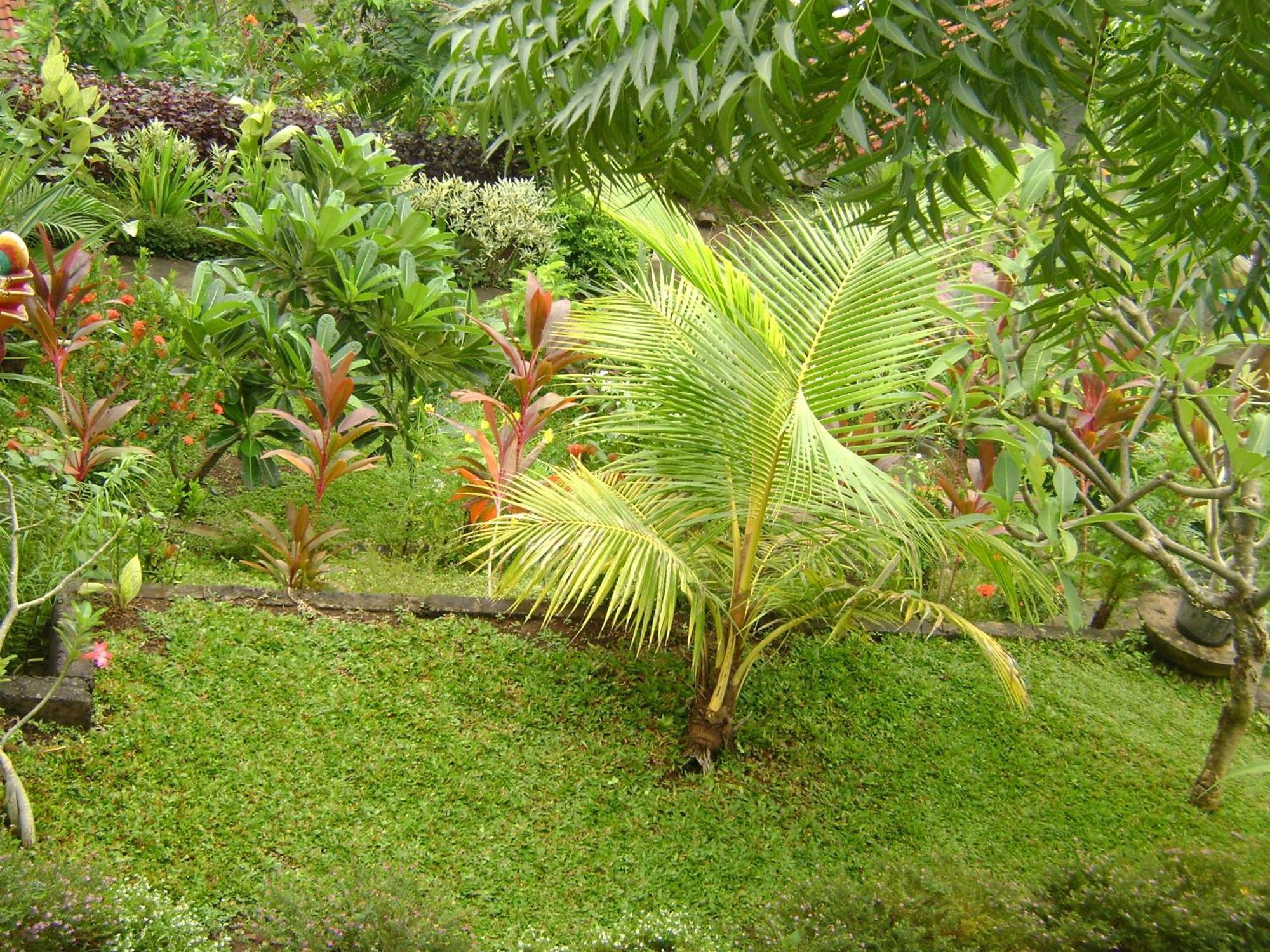 Sinar Bali 2 Otel Amed Dış mekan fotoğraf